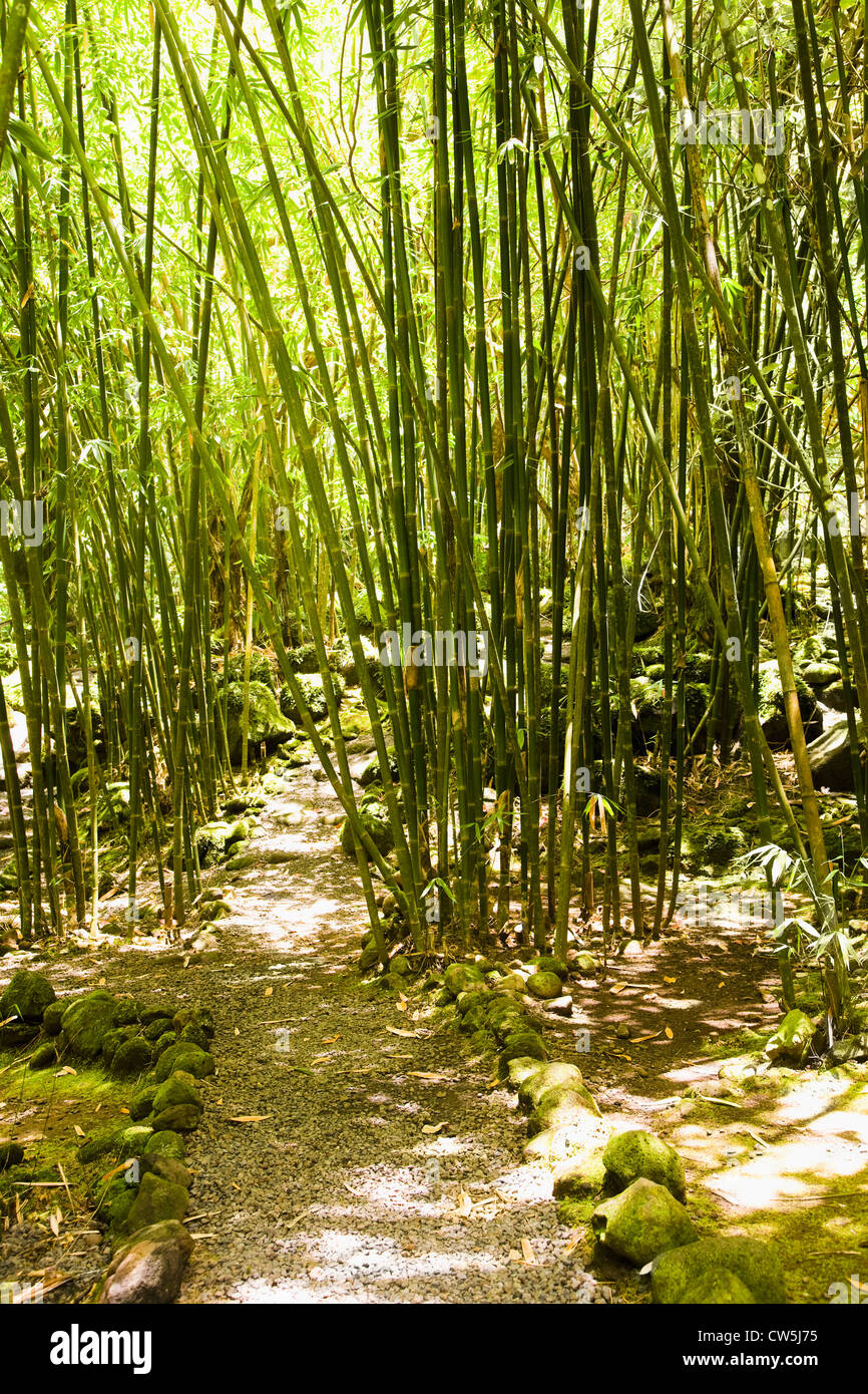 Gli alberi di bambù in una foresta, Papeete, Tahiti, Polinesia Francese Foto Stock