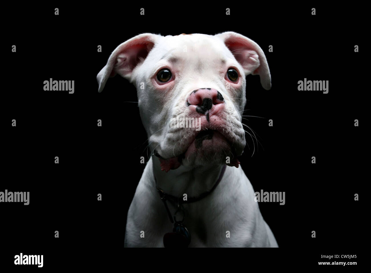 Close-up di un boxer bianco cucciolo Foto Stock