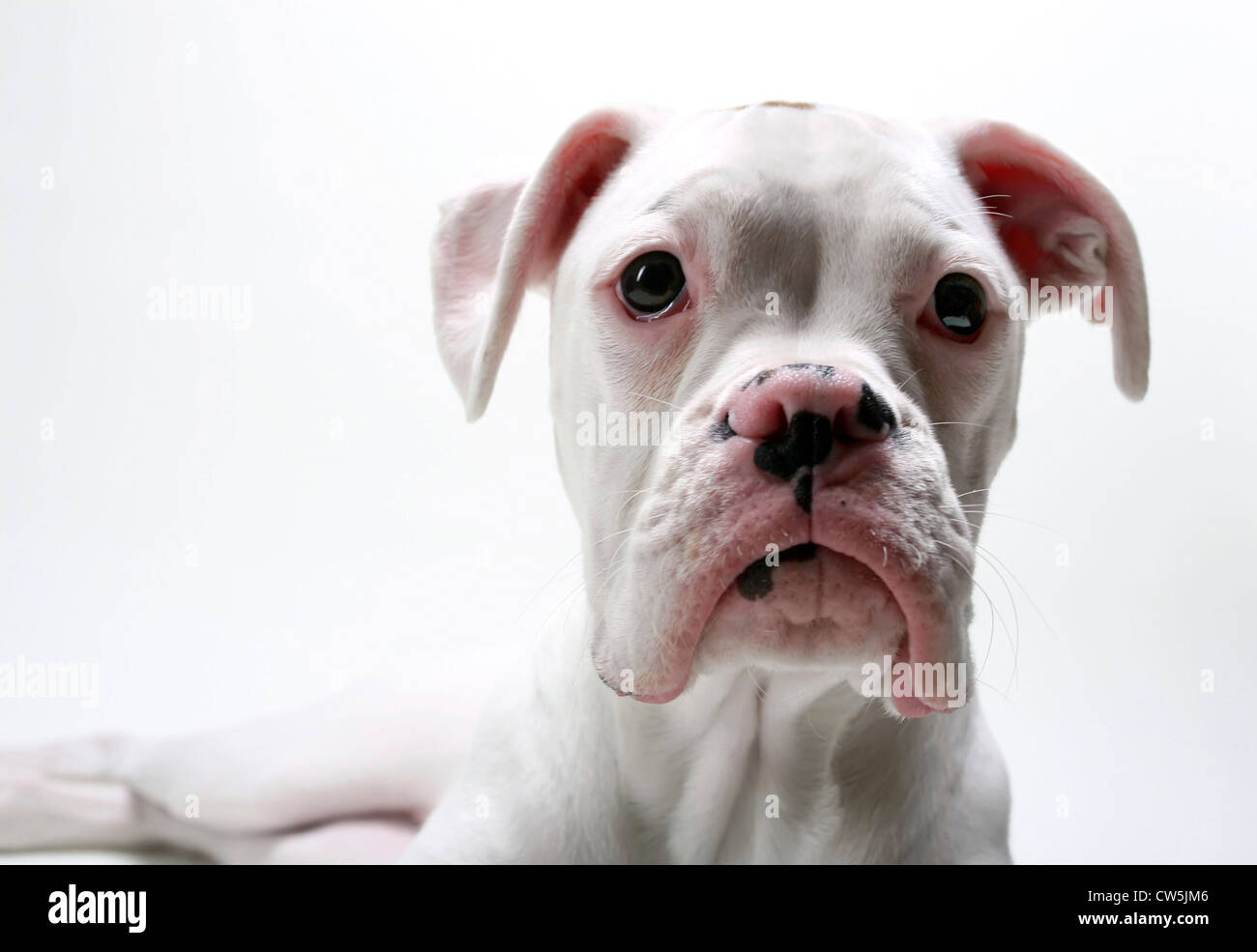 Close-up di un boxer bianco cucciolo Foto stock - Alamy