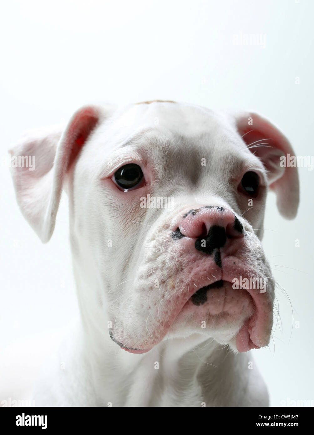 Close-up di un boxer bianco cucciolo Foto stock - Alamy