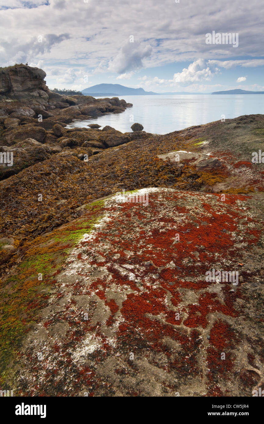 Stati Uniti d'America, Washington, San Juan Islands, Sucia isola, costa rocciosa Foto Stock