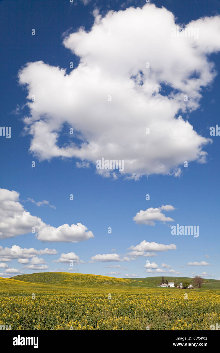 Cielo nuvoloso, Washington, Stati Uniti d'America Foto Stock