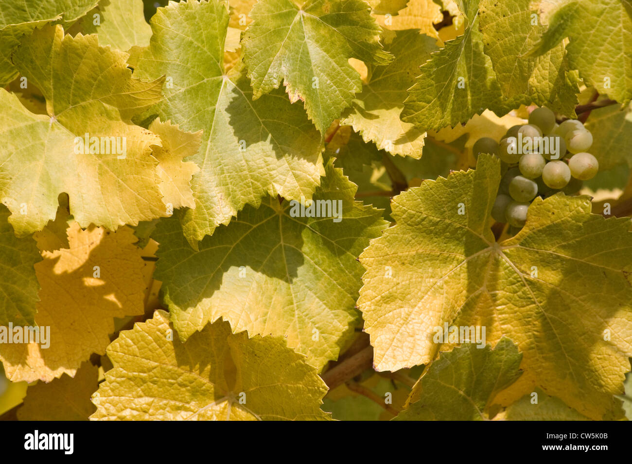 Close-up di uva con foglie sul ramo, Willamette Valley, Oregon, Stati Uniti d'America Foto Stock