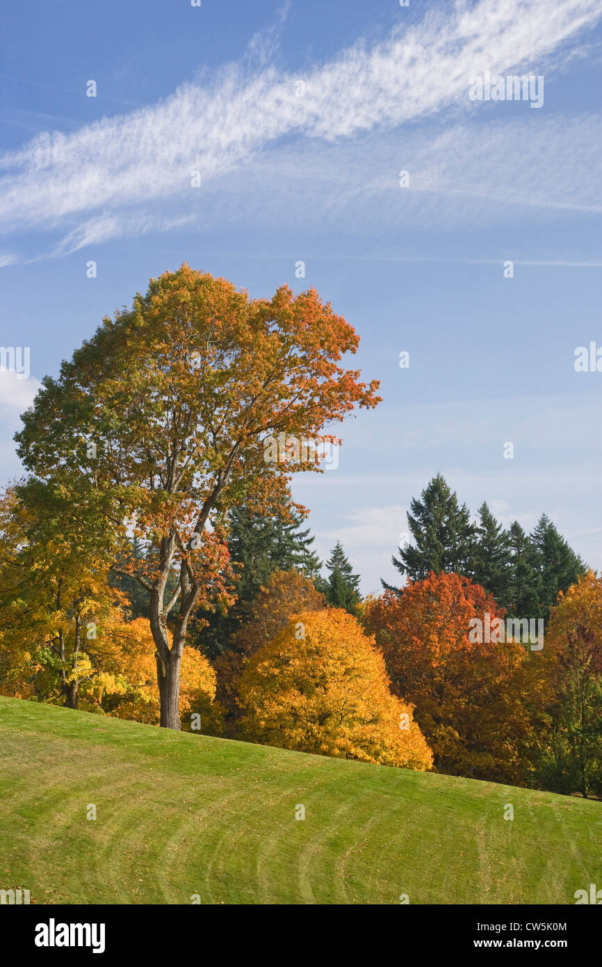 Alberi su un paesaggio, Hoyt Arboretum, Oregon, Stati Uniti d'America Foto Stock