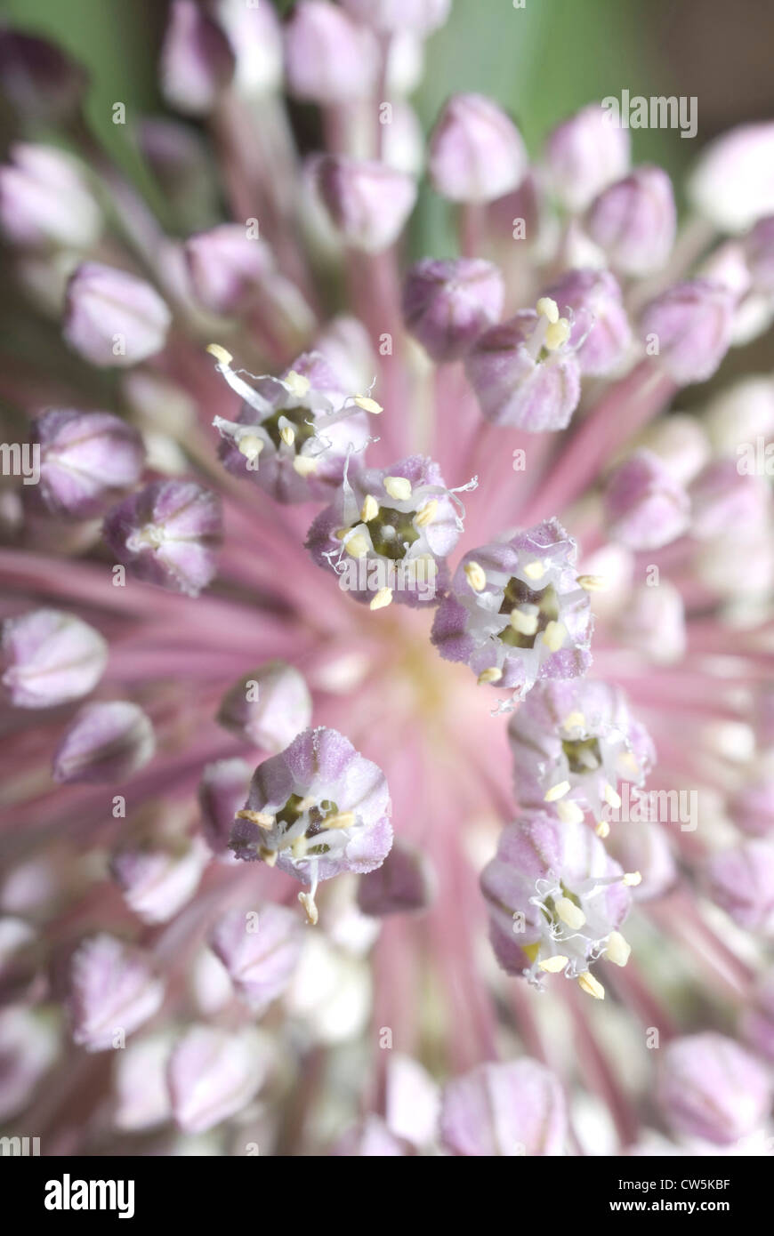 Close-up di giapponese boccioli di cipolla (Allium thunbergii) Foto Stock