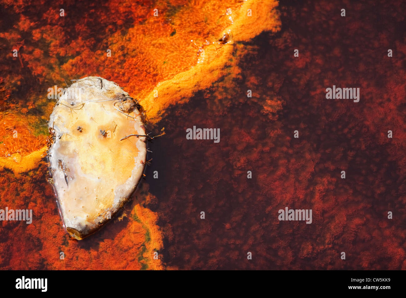 Ficodindia cactus nel Riotinto, Huelva, Andalusia, Spagna Foto Stock