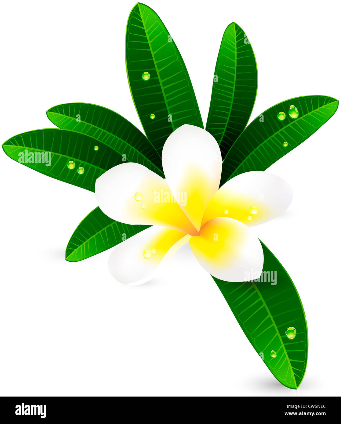 White plumeria o Frangiapani con foglie illustrazione Foto Stock