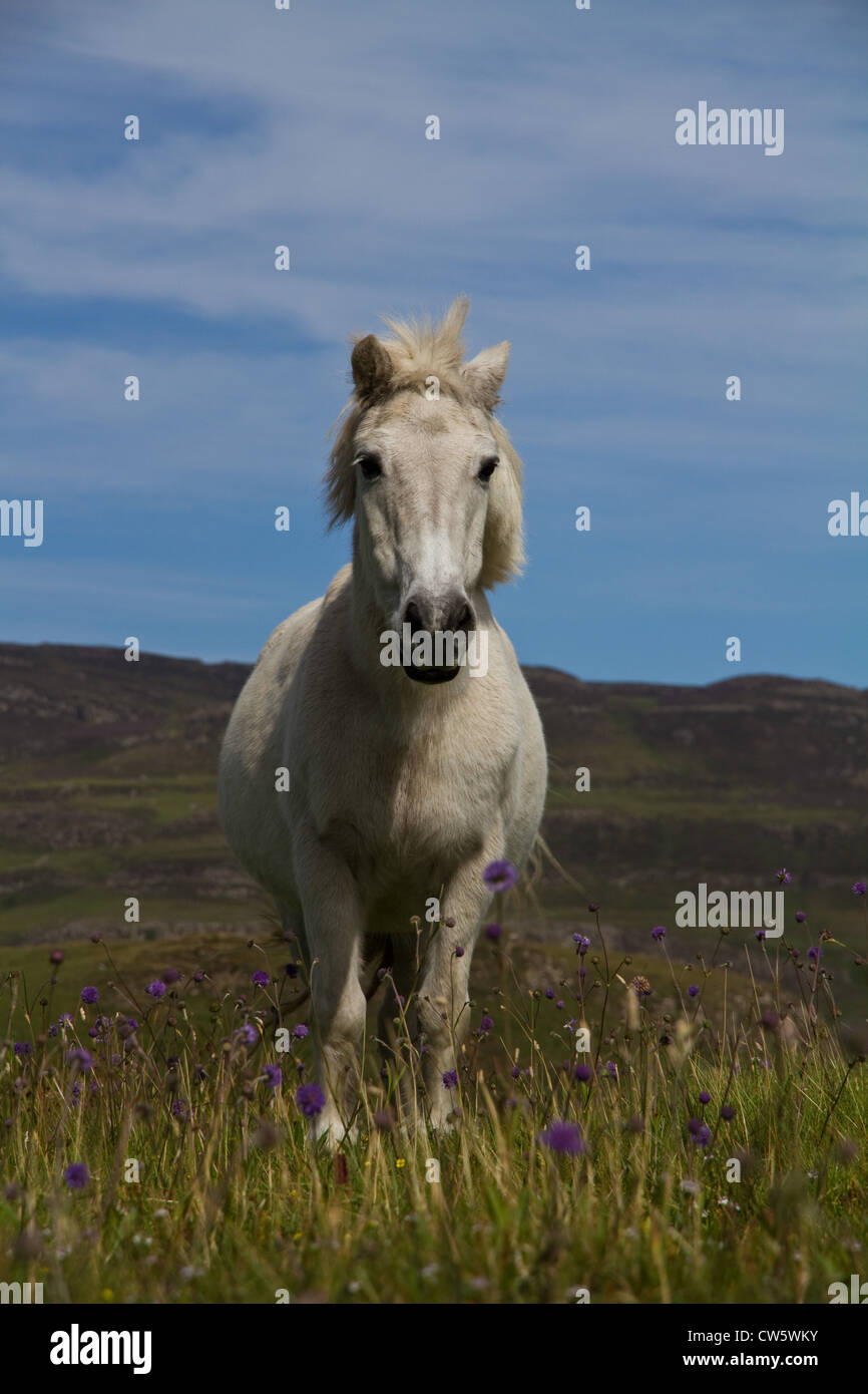 Un piccolo cavallino bianco sorge sul machair sul Sanday, Isola di Canna, piccole isole, Scozia Foto Stock