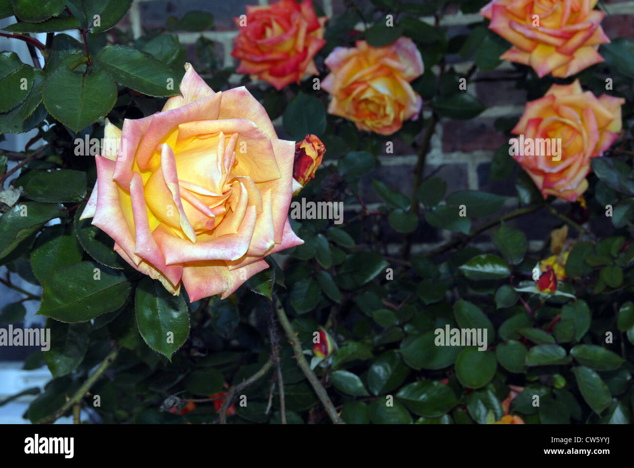 Rosa arancione in un giardino con sfondo in mattoni Foto Stock