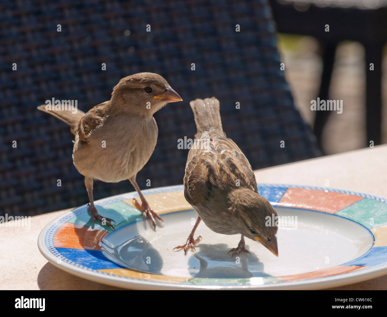 2 passeri su di una piastra Foto Stock