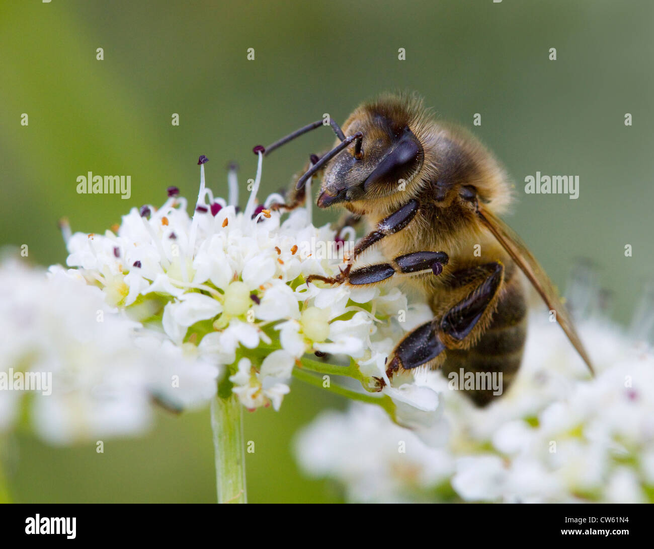 Il miele delle api lavoratore (Apis mellifera) su acqua Hemlock dropwort (Oenanthe crocata) Sussex, Regno Unito. Foto Stock