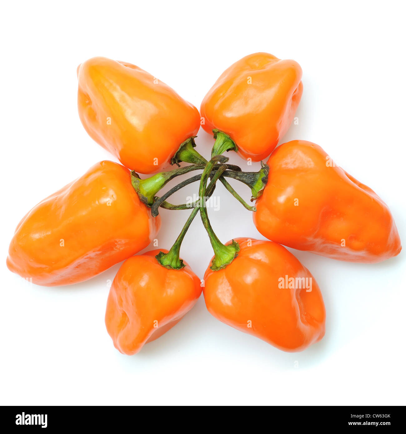 Hot Pepper pattern Foto Stock