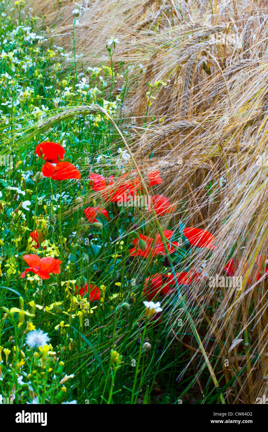 Le orecchie di orzo dorato nel campo margine con campo di papaveri papaveri Papaver rhoeas Foto Stock