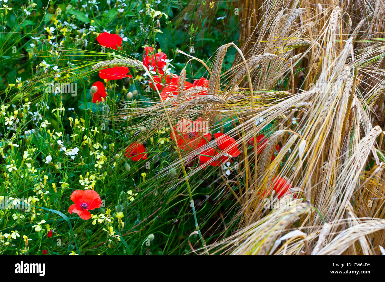 Le orecchie di orzo dorato nel campo margine con campo di papaveri papaveri Papaver rhoeas Foto Stock