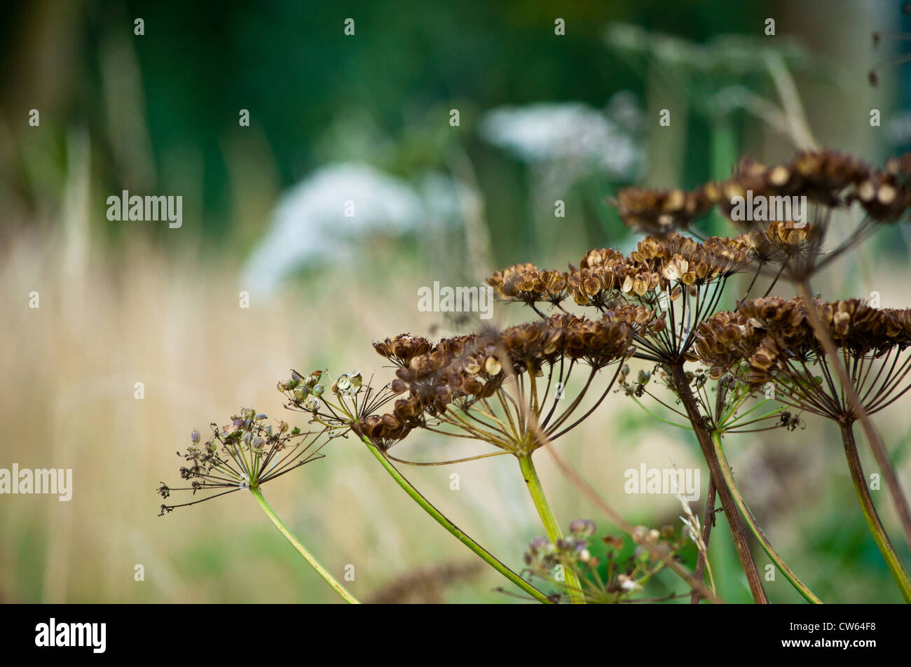 Hogweed Heracleum sphondylium con seme head Foto Stock