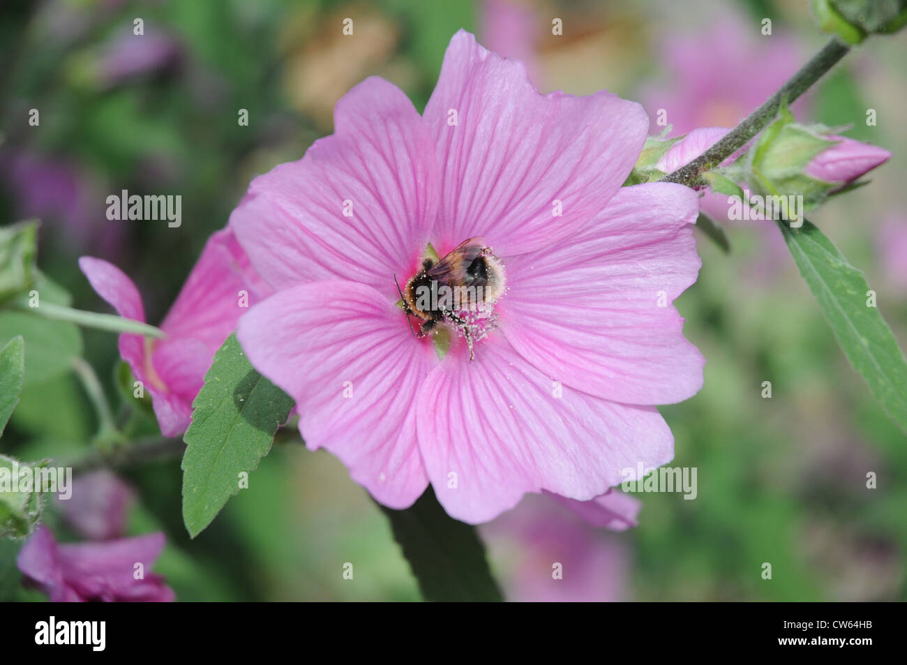 Il miele delle api sul fiore rosa Foto Stock