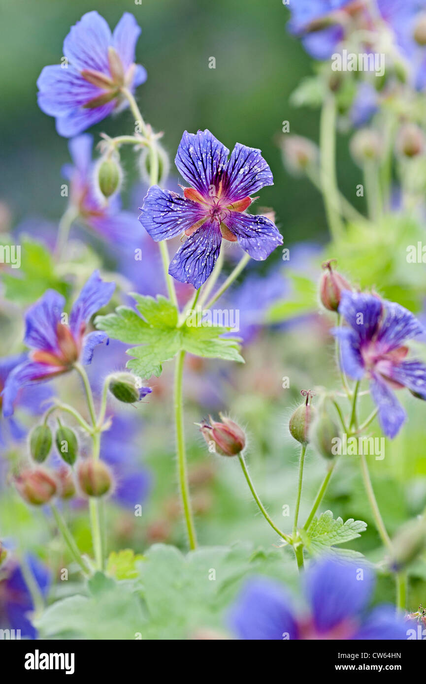 Cranesbill johnson fiore blu con le API di impollinazione del fiore Foto Stock