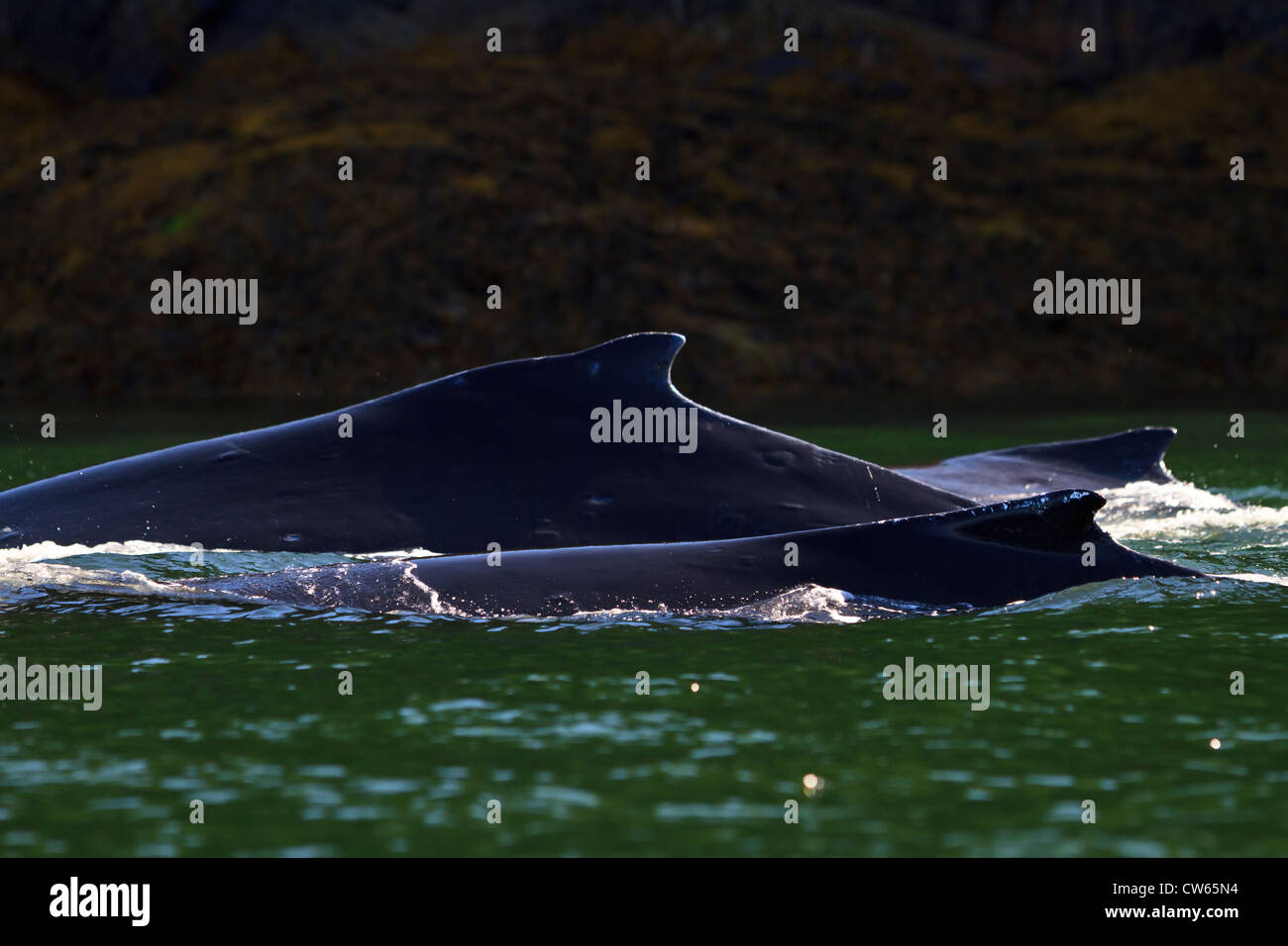 Tre Balene Humpback (Megaptera novaengliae) viaggia vicino alla riva in ingresso del cavaliere, British Columbia, Canada. Foto Stock