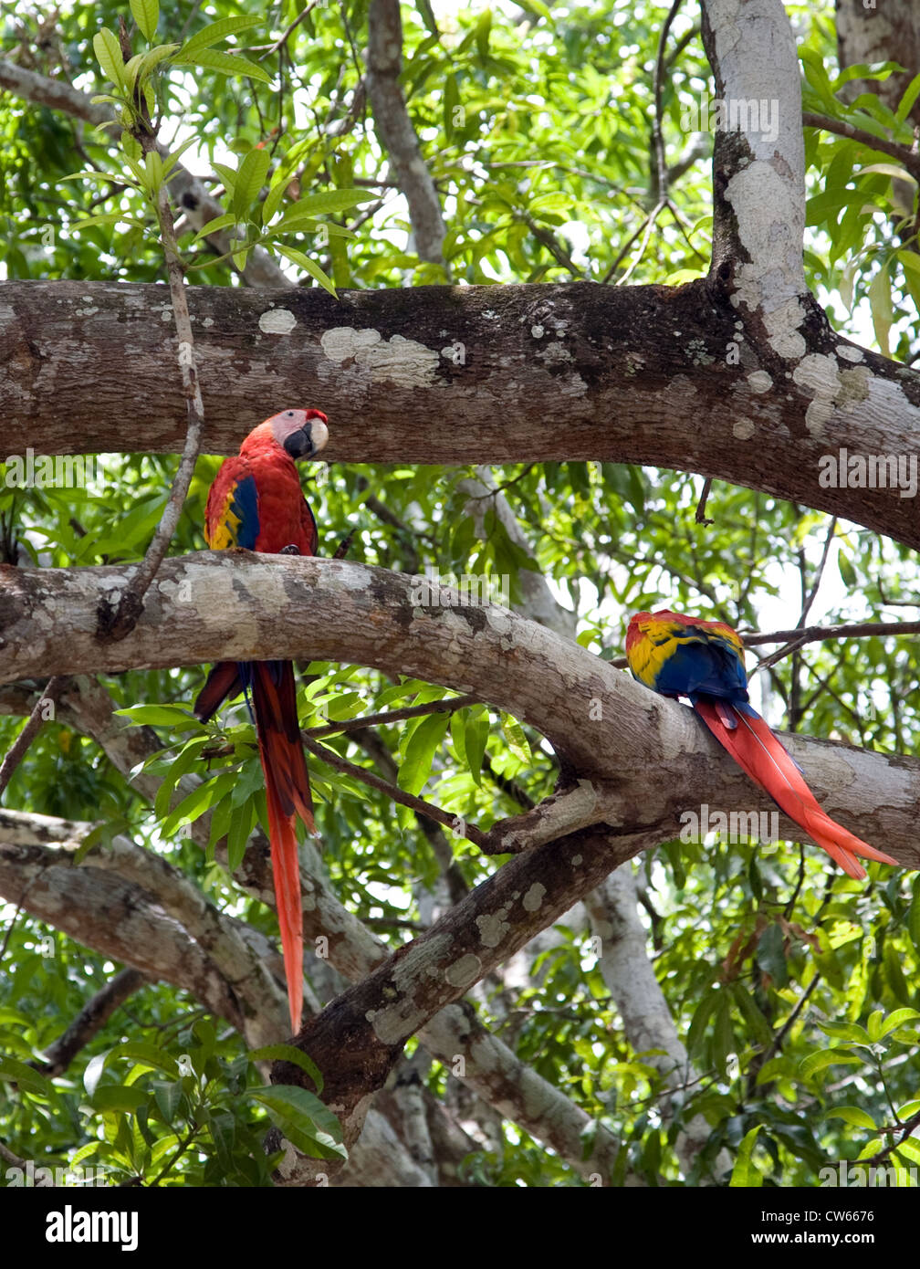 Costa Rica: colorati pappagalli selvatici scintilla fino al paese di terre di mezzo. Foto Stock