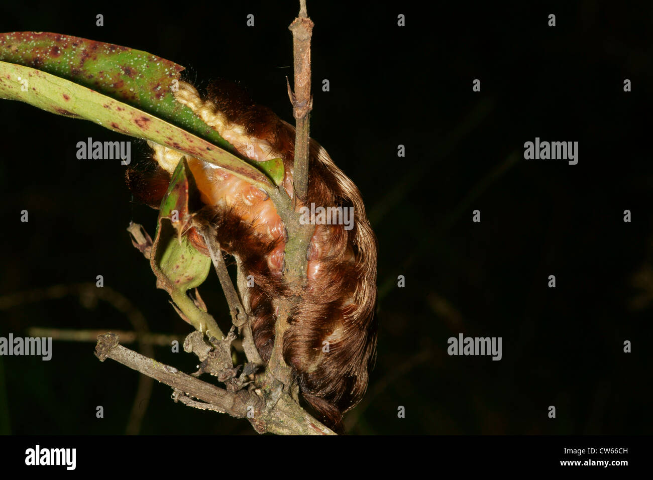 Brown hairy caterpillar su impianto laef Foto Stock