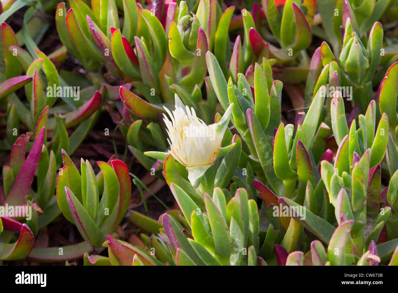 Impianto di ghiaccio o mare fig, (carpobrotus) succulenta la copertura del terreno Foto Stock