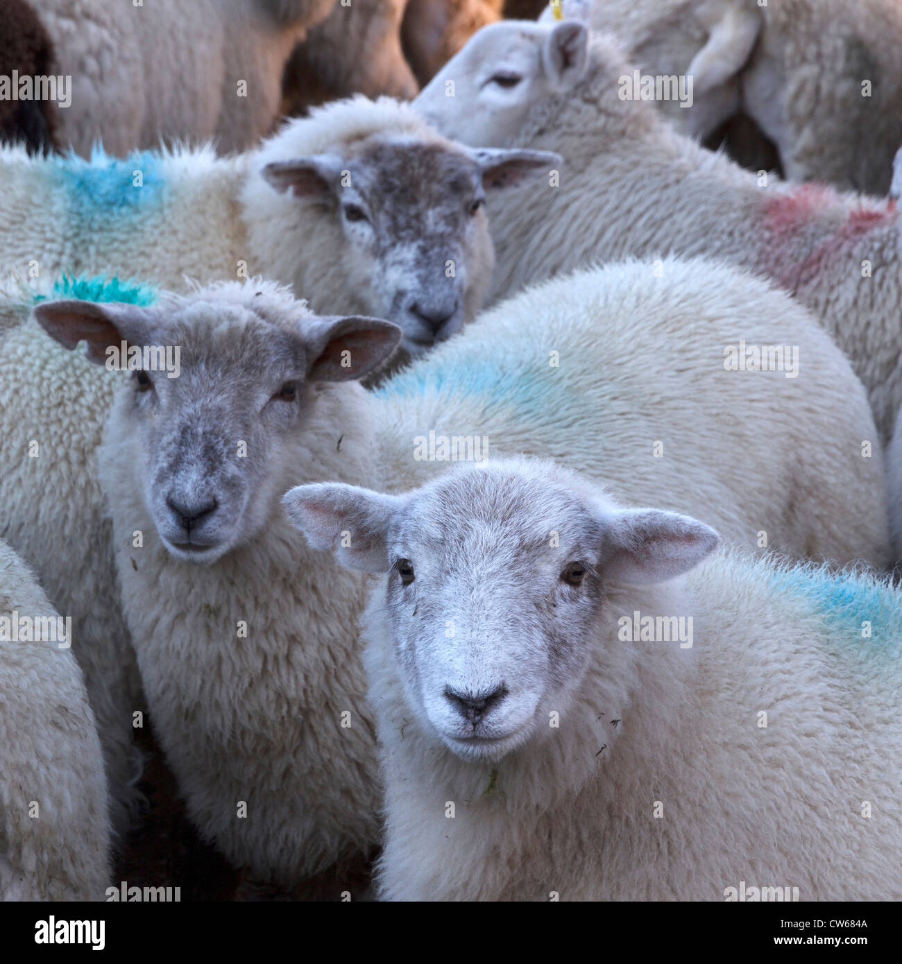 Herdwick ovini volti in un gregge, Lake District, Cumbria, England, Regno Unito Foto Stock