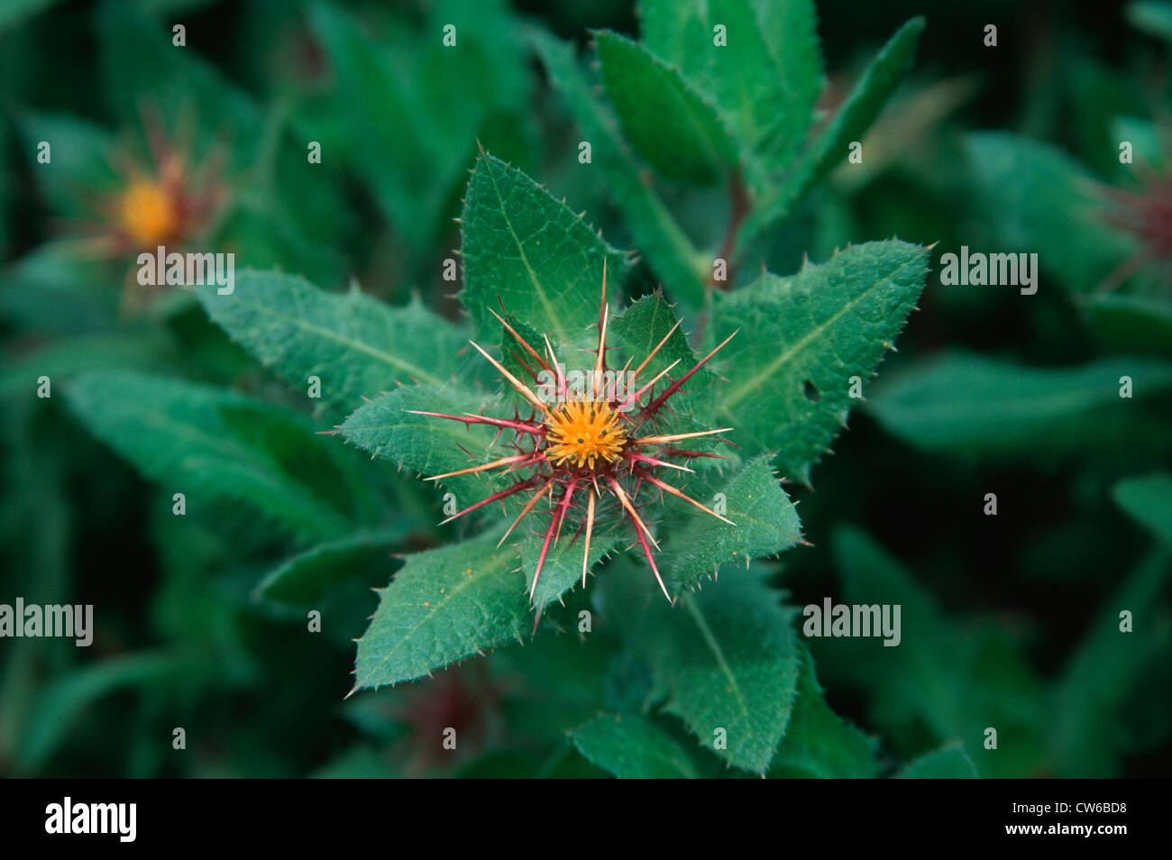Cardo santo, il beato thistle (Cnicus benedictus), fioritura Foto Stock