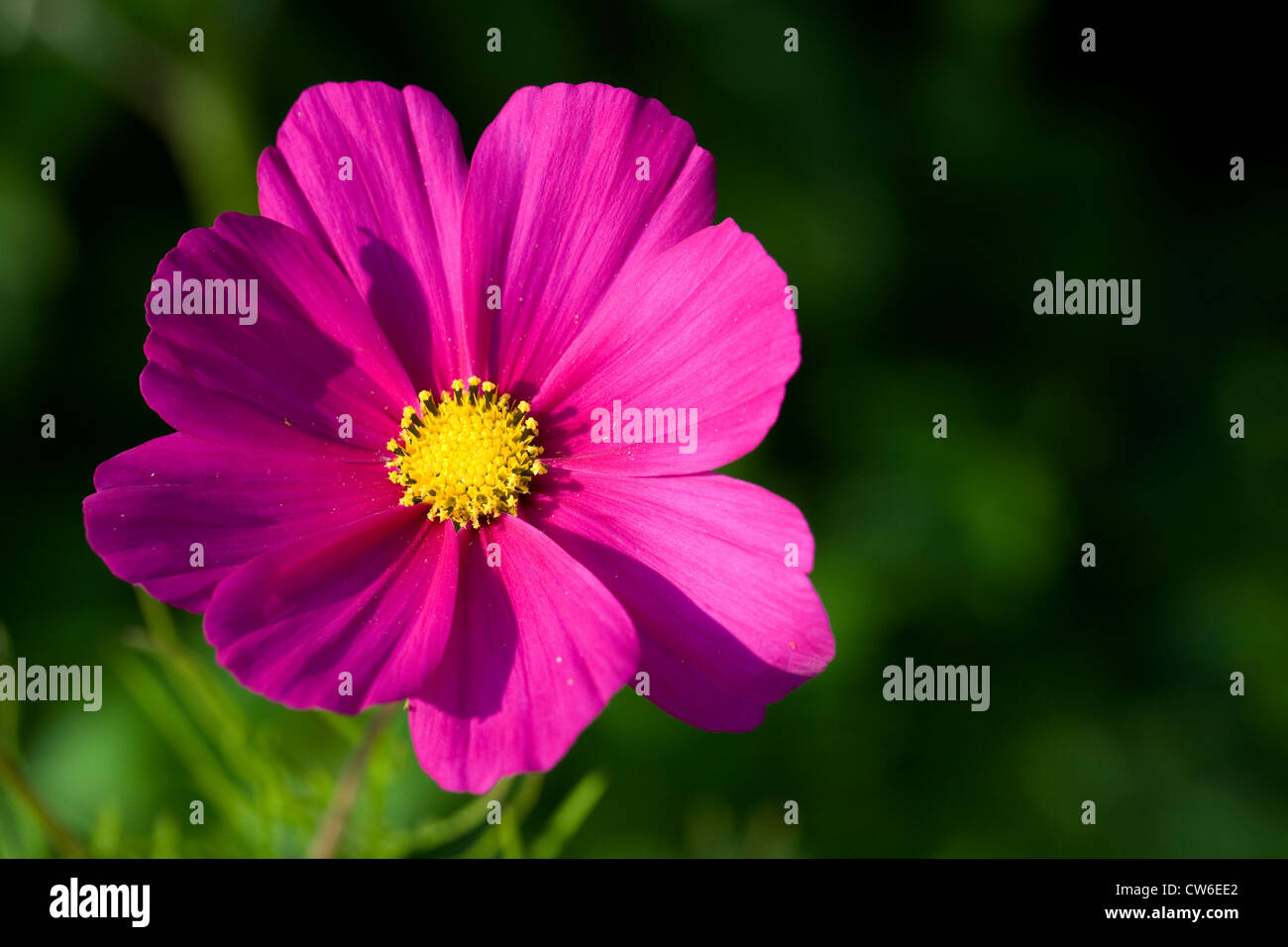 Cosmos bipinnatus fiore nella luce del sole della mattina. Foto Stock