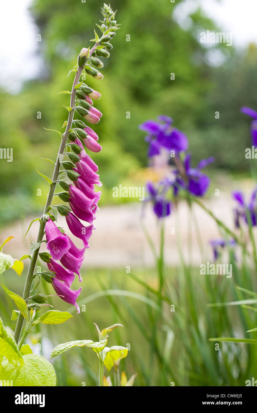 Digitalis purpurea. Foxglove comune spike. Foto Stock