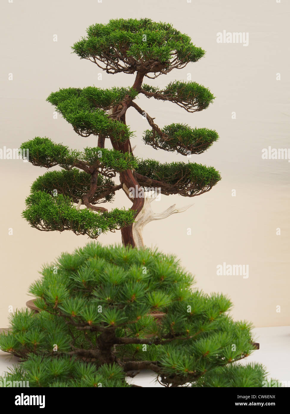 alberi dei bonsai Foto Stock