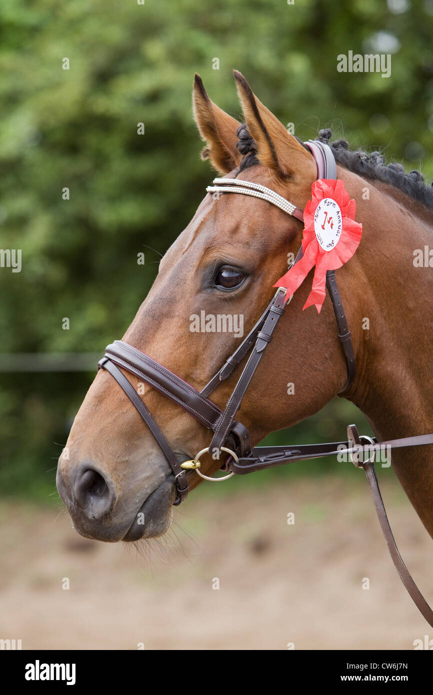 Un ritratto di un cavallo in piedi fuori in campagna inglese Foto Stock