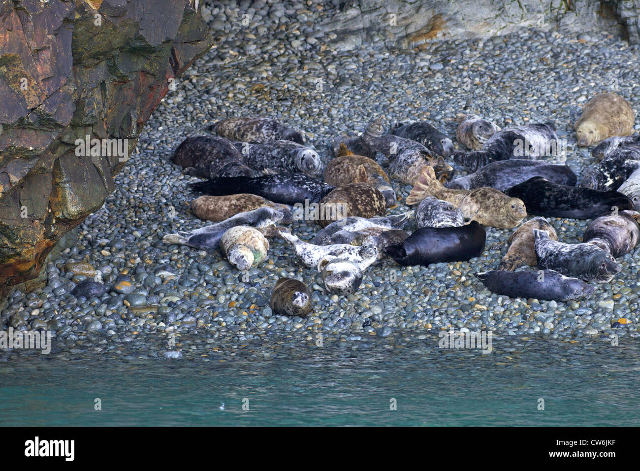 Le foche grigie, Halichoerus grypus tirato fuori sulla spiaggia per la muta annuale in primavera, Ramsey Island, Pembrokeshire Parco nazionale del Galles Foto Stock