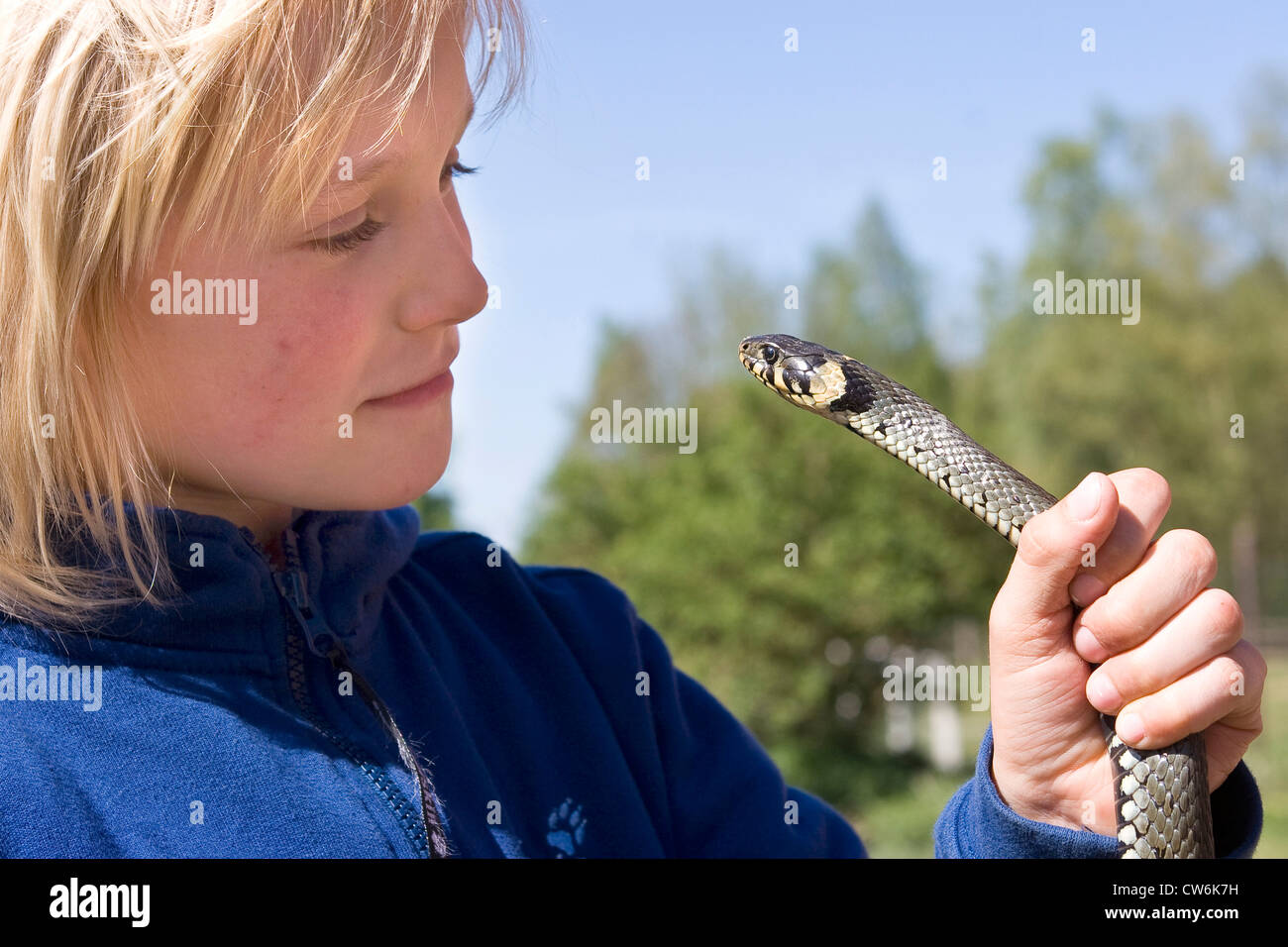 Biscia dal collare (Natrix natrix), ragazzo via--vis con un serpente nelle sue mani, Germania Foto Stock