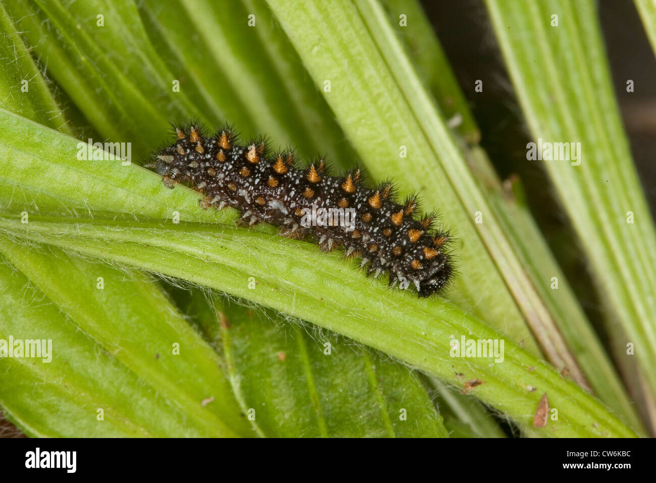 Heath fritillary (Mellicta athalia, Melitaea athalia), Caterpillar su Planzago lanceolata, Germania Foto Stock