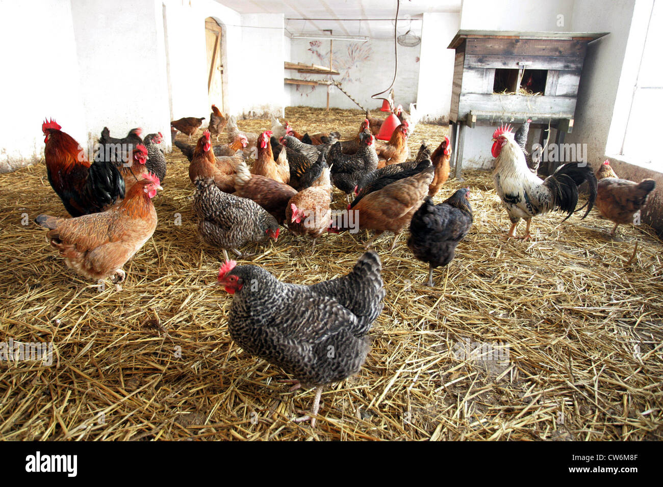 Villaggio splendente polli nel fienile Foto Stock