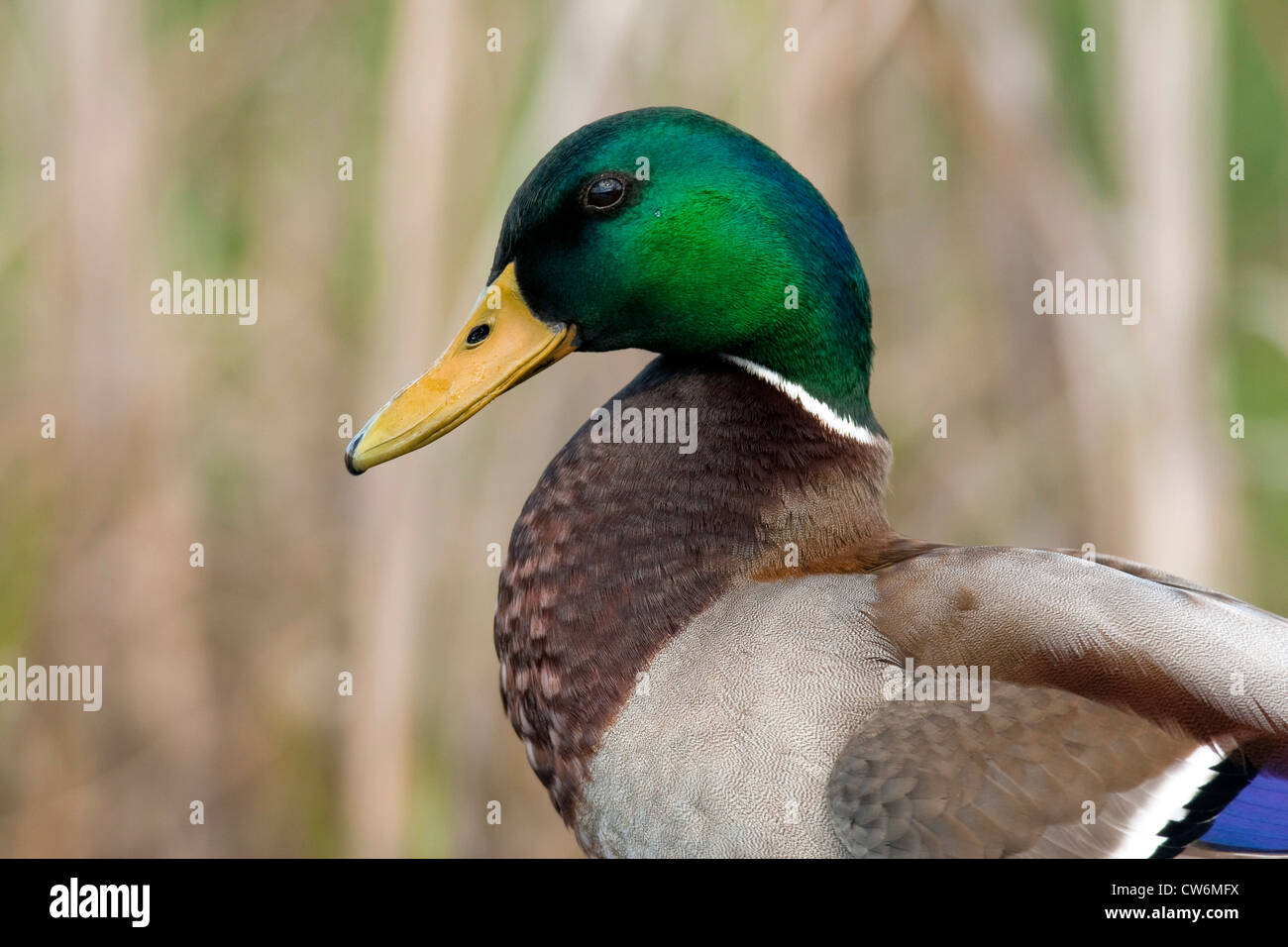 Il germano reale (Anas platyrhynchos), ritratto, in Germania, in Renania Palatinato Foto Stock