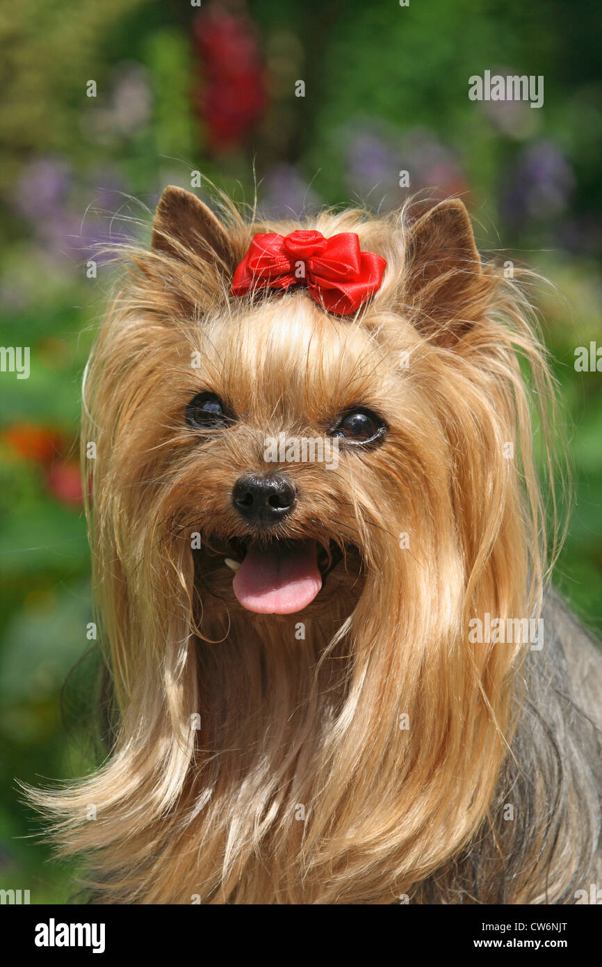 Yorkshire Terrier (Canis lupus f. familiaris), femmina, 9 anni, ritratto Foto Stock