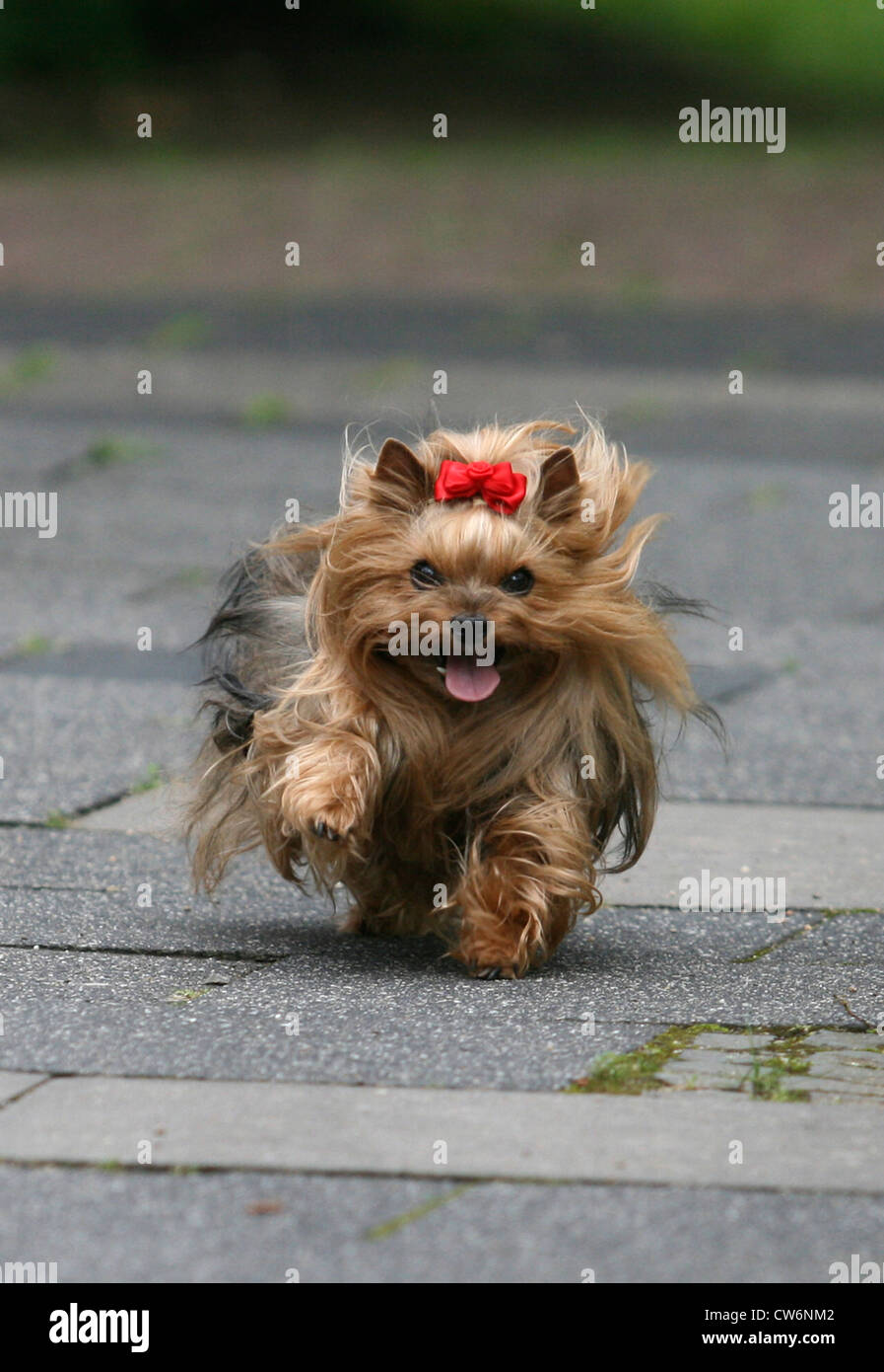 Yorkshire Terrier (Canis lupus f. familiaris), femmina, in esecuzione Foto Stock