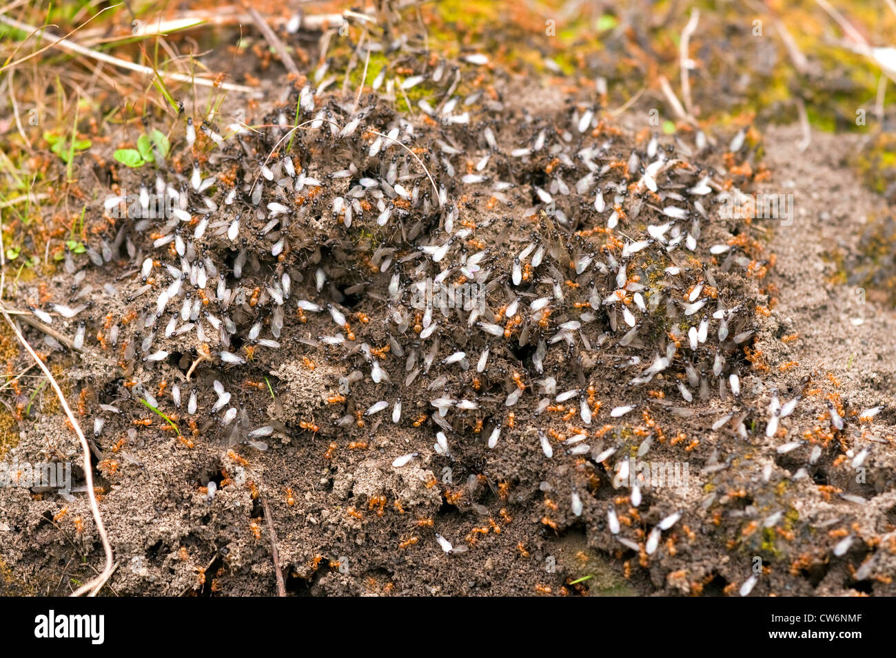 Mound ant, giallo ant, giallo prato ant, tappeto erboso giallo ant (Lasius flavus), dettaglio ant hill con maschi alati, in Germania, in Renania Palatinato Foto Stock