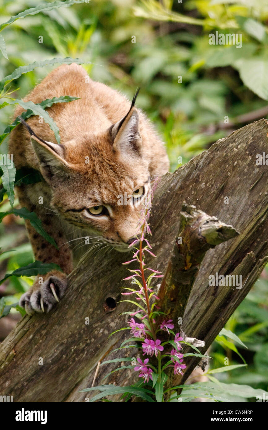 Eurasian (Lynx Lynx lynx), femmina, Germania Foto Stock