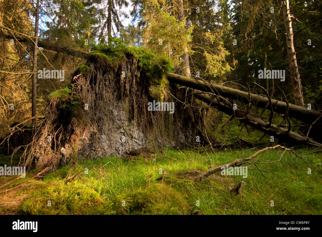 Abete (Picea abies), gli alberi in una foresta di abeti rossi sradicato, in Germania, in Renania Palatinato Foto Stock