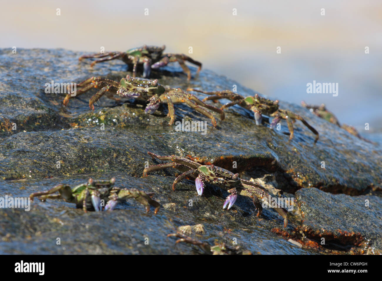 I granchi di palude, shore granchi, Taloni granchi (Grapsus spec., Grapsidae), alcuni animali su una roccia bagnata dal surf, Thailandia Phuket, Khao Sok NP Foto Stock