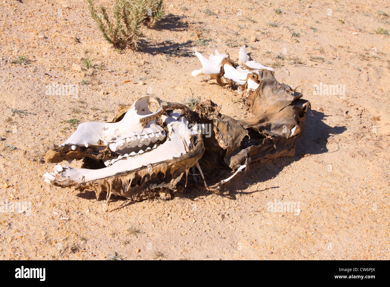 Lo scheletro di un cammello nel deserto del Sahara, Tunisia, Sahara Foto Stock