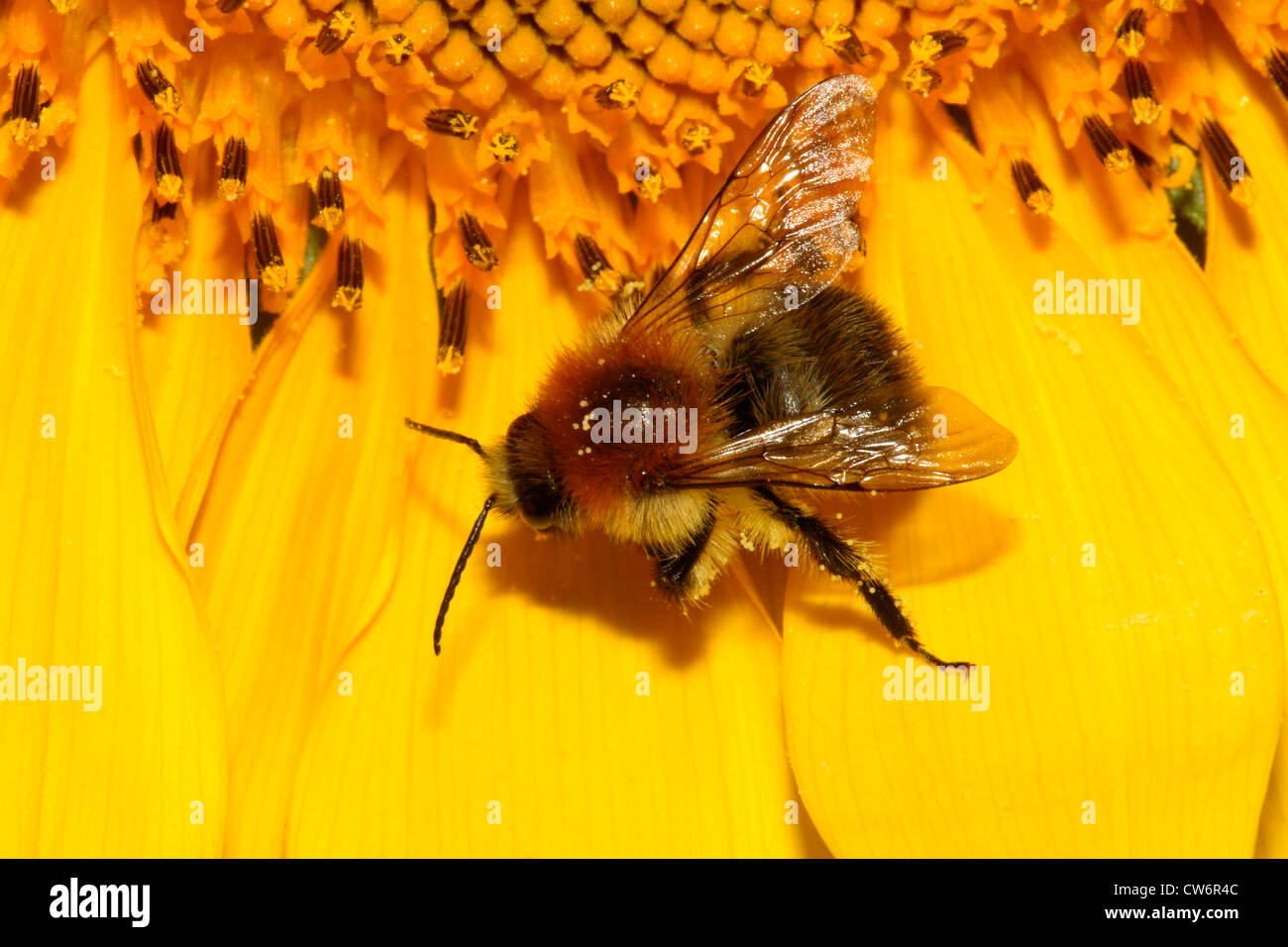 Carda bee, comune carda bee (Bombus pascuorum, Bombus agrorum), a Bumble Bee su girasole, Germania Foto Stock