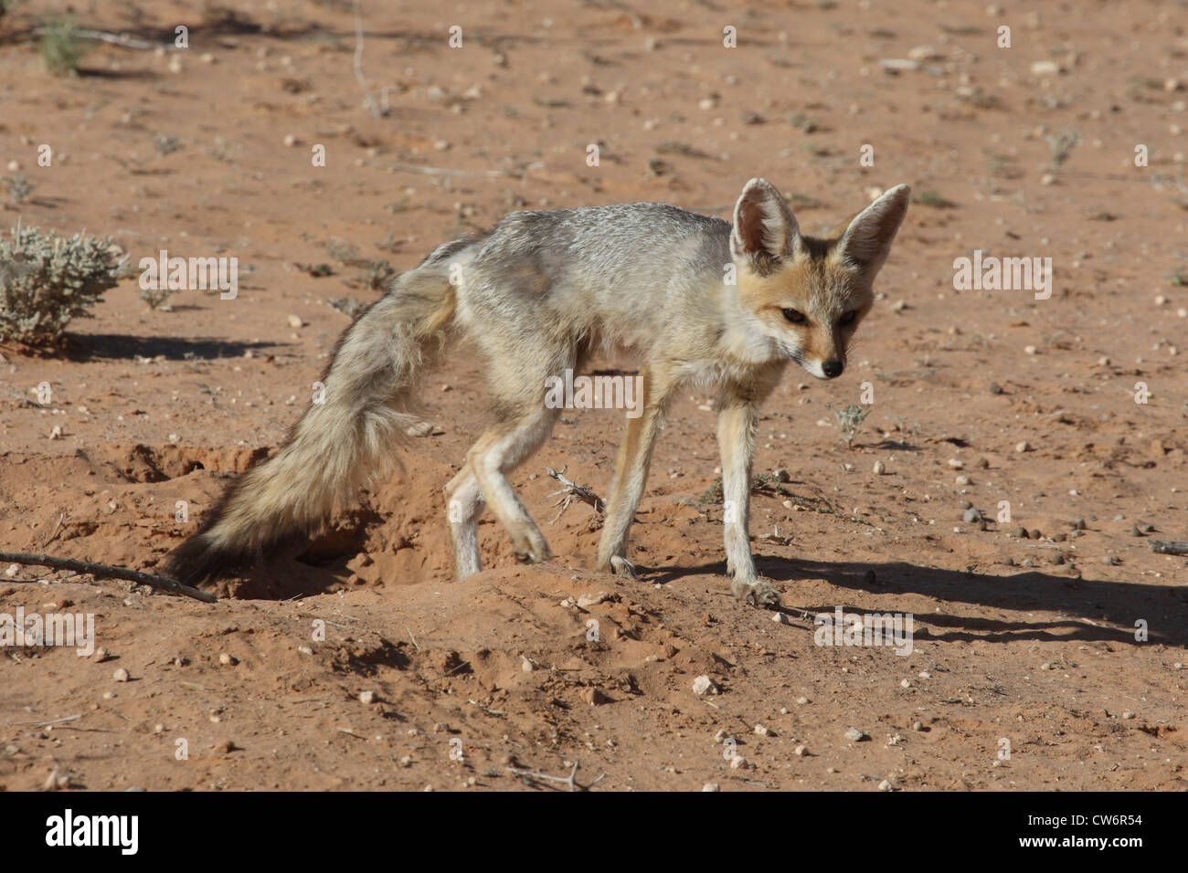 Capo volpe (Vulpes vulpes chama), il singolo individuo, Sud Africa, Kgalagadi Nationalpark transfrontaliera Foto Stock