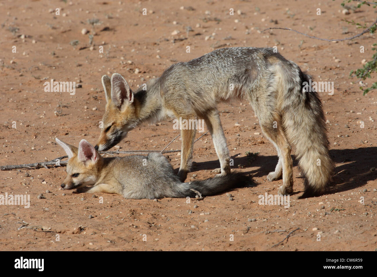 Capo volpe (Vulpes vulpes chama), con pup, Sud Africa, Kgalagadi Nationalpark transfrontaliera Foto Stock