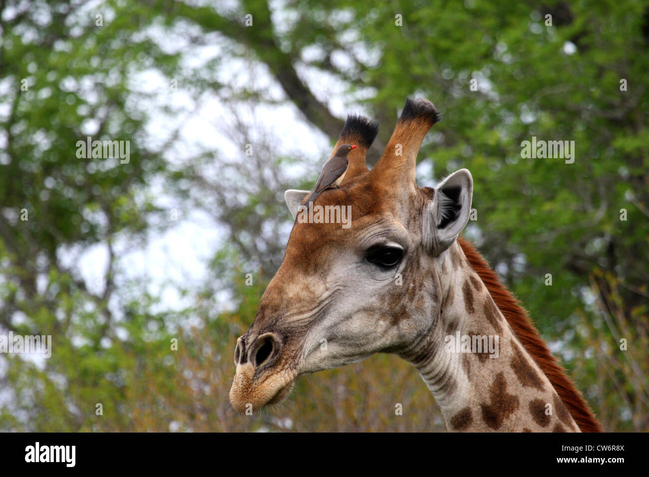 Giraffe (Giraffa camelopardalis), ritratto di fronte a Treetops con red-fatturati oxpecker seduti sulla fronte, Kenya, Krueger National Park Foto Stock