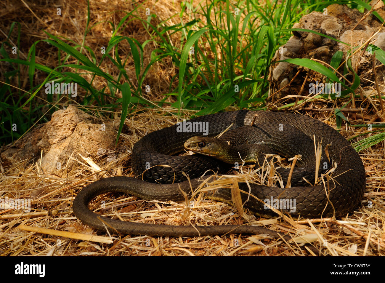 Montpellier Snake (insignitus Malpolon, Malpolon monspessulanus insignitus), Montpellier Snake nel Peloponneso, Grecia, Peloponnes, Messinien Foto Stock