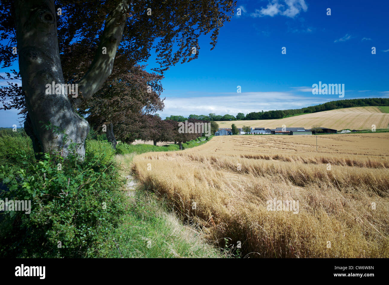Campi arabili sulla South Downs Way, Hampshire, Regno Unito Foto Stock