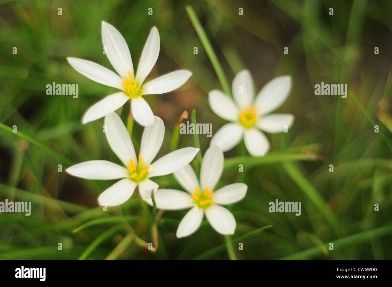 Round-lobate Hepatica Foto Stock